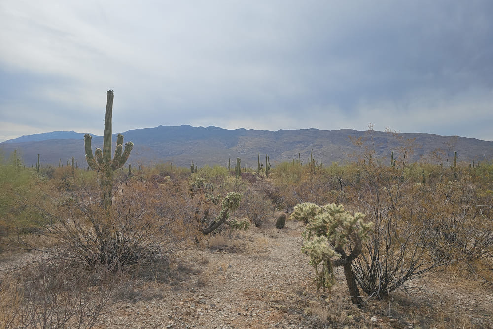 Saguaro National Park (taken by me)